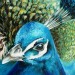 Pauw - Peacock close-up